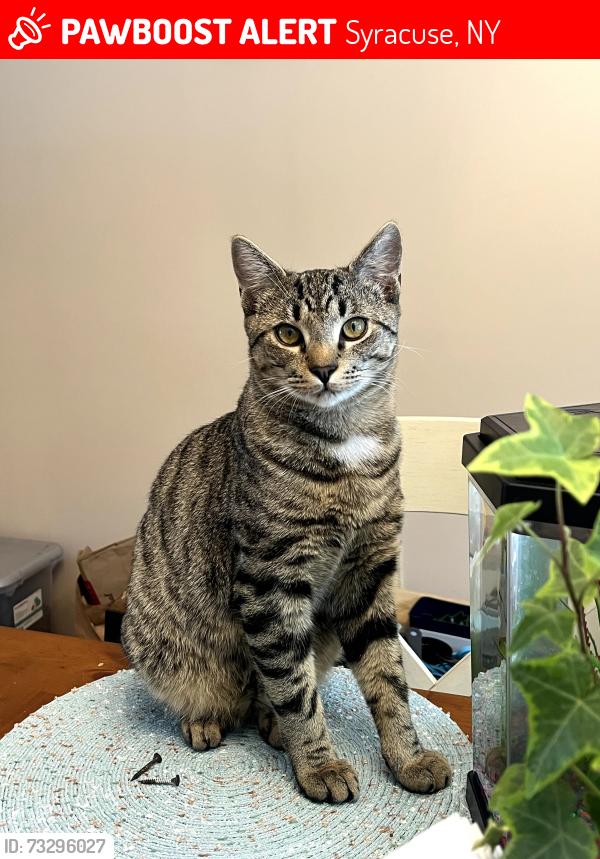 Lost Male Cat last seen Abbey Rd near Norton, Syracuse, NY 13215