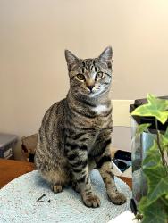 Lost Male Cat last seen Abbey Rd near Norton, Syracuse, NY 13215