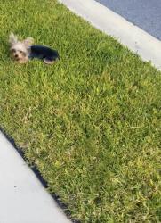Lost Male Dog last seen Morgans treasure rd, St. Johns County, FL 32084
