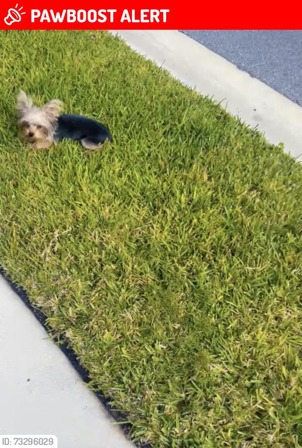 Lost Male Dog last seen Morgans treasure rd, St. Johns County, FL 32084