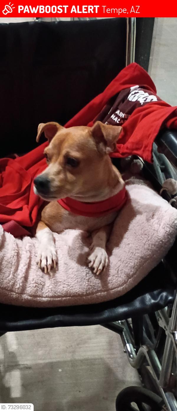 Lost Female Dog last seen Priest and Washington, Tempe, AZ 85288