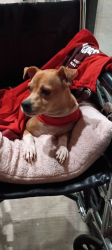 Lost Female Dog last seen Priest and Washington, Tempe, AZ 85288