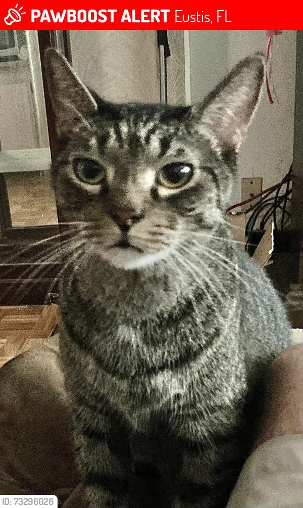 Lost Male Cat last seen At the entrance to Black Creek Koi Farm, Eustis, FL 32736