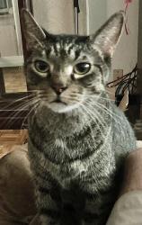 Lost Male Cat last seen At the entrance to Black Creek Koi Farm, Eustis, FL 32736
