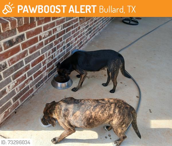 Found/Stray Female Dog last seen Lake Palestine south, Bullard, TX 75757