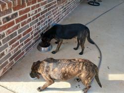 Found/Stray Female Dog last seen Lake Palestine south, Bullard, TX 75757