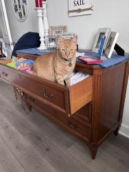 Lost Male Cat last seen Peninsula Winds Dr., Ormond Beach, FL 32176