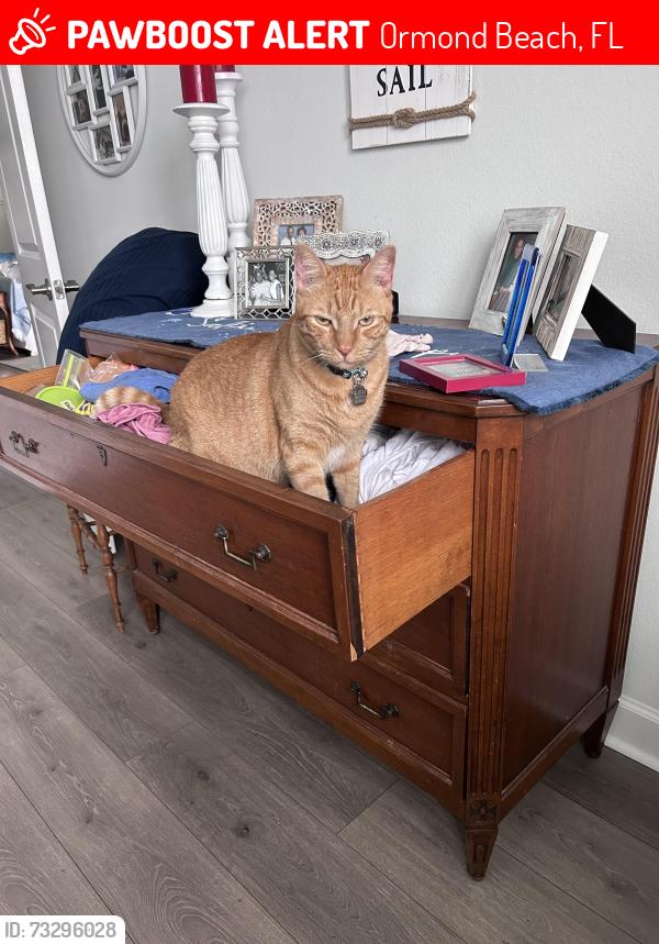 Lost Male Cat last seen Peninsula Winds Dr., Ormond Beach, FL 32176