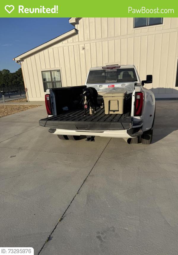 Reunited Female Dog last seen Neighbors rd, Dunn, NC 28334