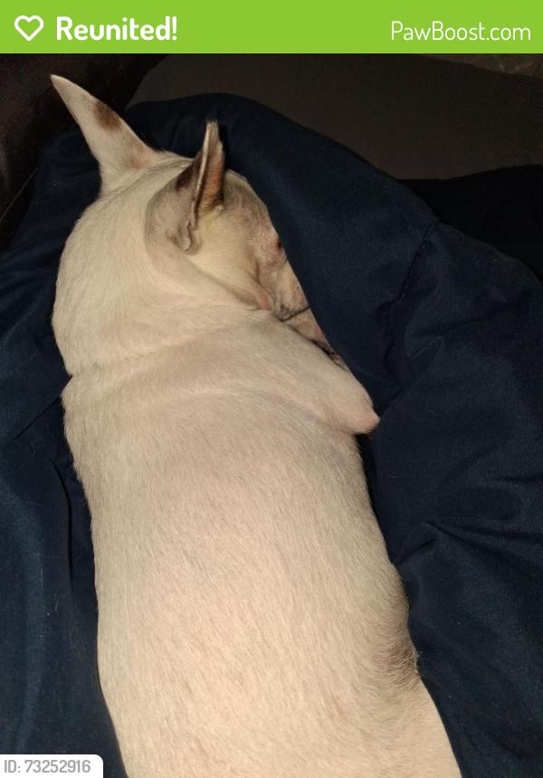Reunited Male Dog last seen Lake Conroe boulevard Walnut cove community, Willis, TX 77318