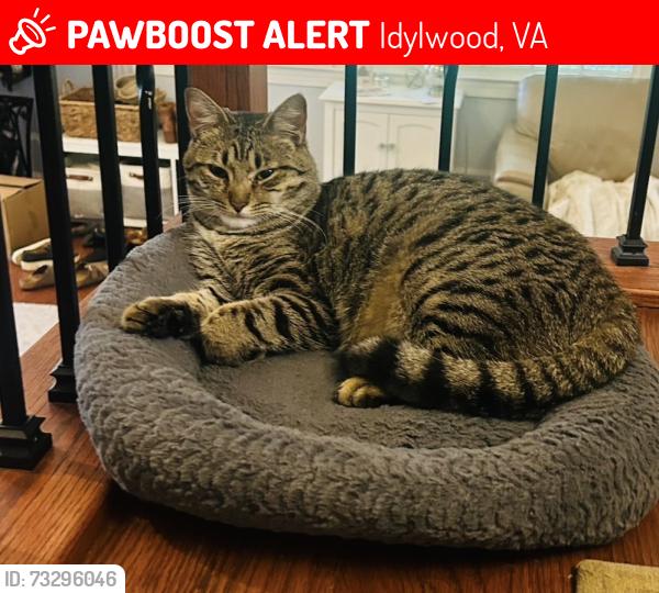 Lost Male Cat last seen Shreve Rd, Idylwood, VA 22043