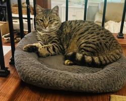 Lost Male Cat last seen Shreve Rd, Idylwood, VA 22043