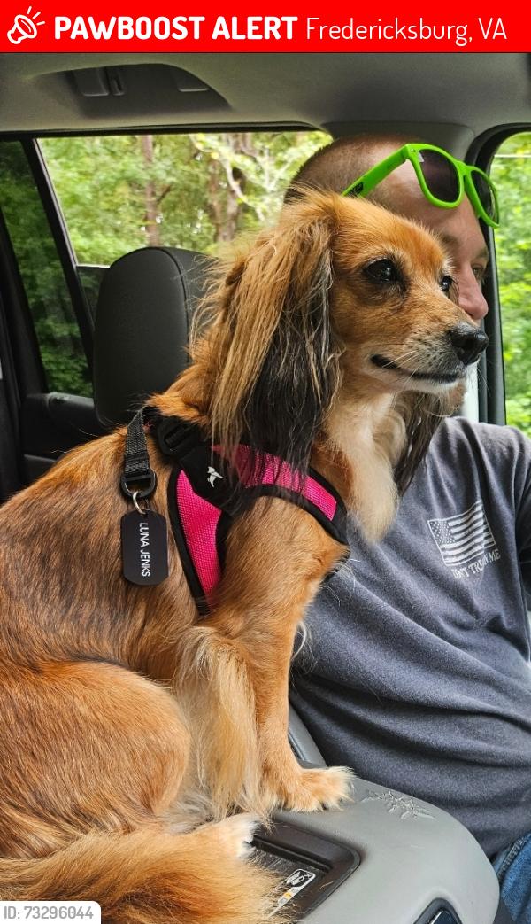 Lost Female Dog last seen ests of Chancellorsville, Fredericksburg, VA 22407