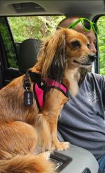 Lost Female Dog last seen ests of Chancellorsville, Fredericksburg, VA 22407