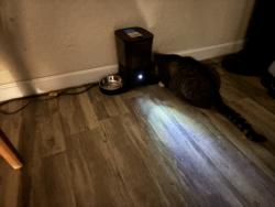 Reunited Male Cat last seen Shiloh Ave & University Ave, San Diego, CA 92105