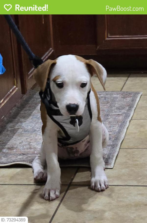 Reunited Male Dog last seen Kings est Road and Kings Road, St. Augustine, FL 32086