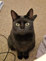 Lost Female Cat last seen Weaver close, Suffolk, England IP1 5RB