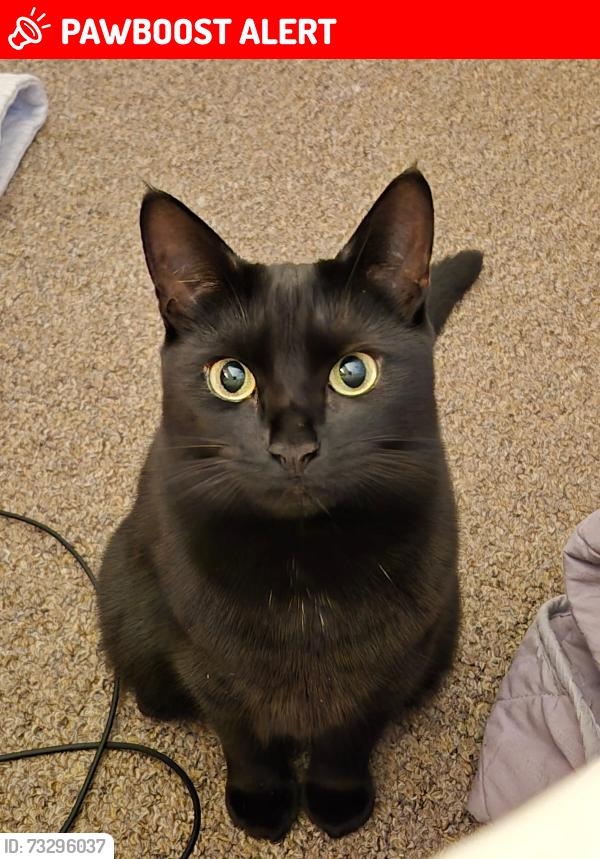 Lost Female Cat last seen Weaver close, Suffolk, England IP1 5RB