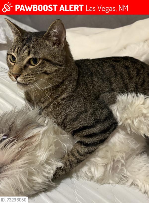 Lost Female Cat last seen Jones/Hightower, Las Vegas, NM 87701