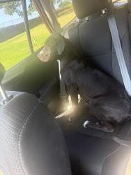Found/Stray Male Dog last seen Exxon at summer and white station, Memphis, TN 38122