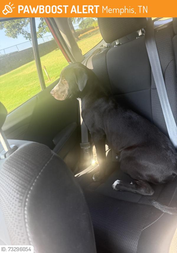 Found/Stray Male Dog last seen Exxon at summer and white station, Memphis, TN 38122