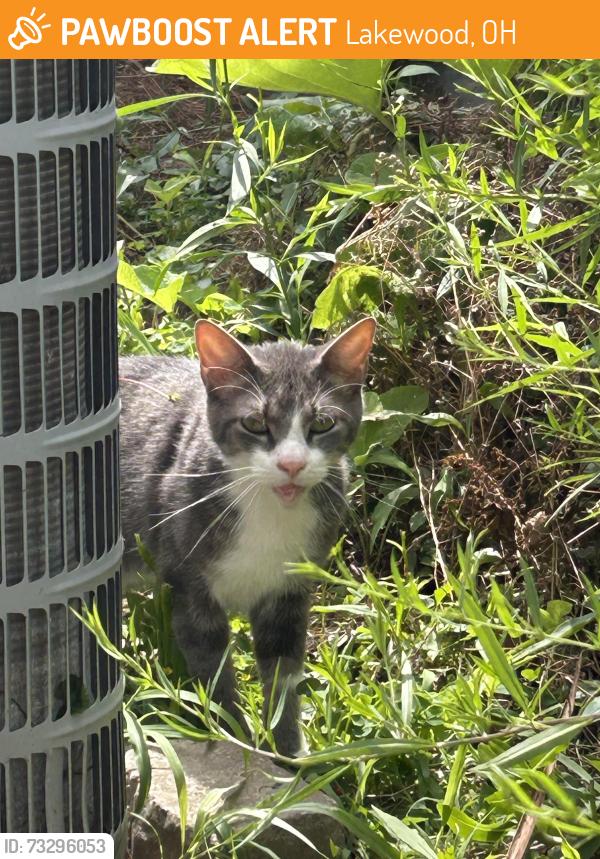 Found/Stray Male Cat last seen Franklin and Hopkins, Lakewood, OH 44107