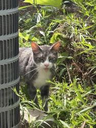 Found/Stray Male Cat last seen Franklin and Hopkins, Lakewood, OH 44107