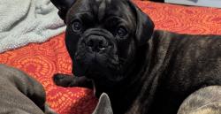 Reunited Male Dog last seen 48th and Hillside St, Lincoln, NE 68506