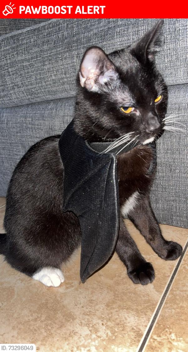 Lost Male Cat last seen Premier in yoker, Glasgow City, Scotland G13 4JH