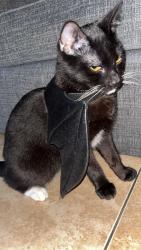 Lost Male Cat last seen Premier in yoker, Glasgow City, Scotland G13 4JH