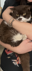 Reunited Female Cat last seen Methuen park, Greater London, England N10 2PX