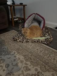 Lost Male Cat last seen Paramount and southern magnolia, Winnabow, NC 28479