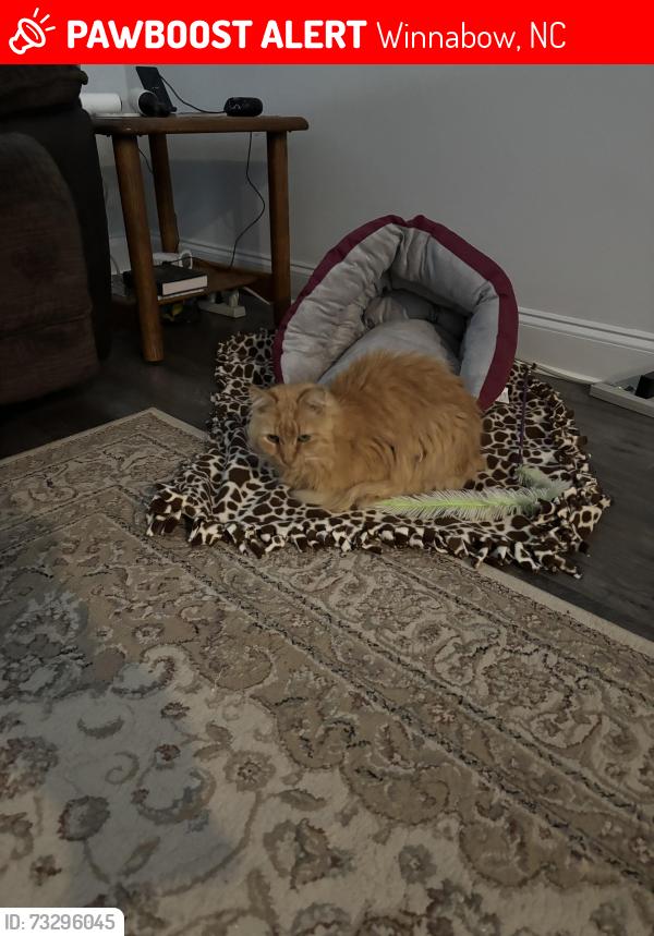 Lost Male Cat last seen Paramount and southern magnolia, Winnabow, NC 28479