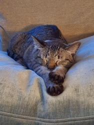 Reunited Female Cat last seen Porters Neck, Wilmington, NC 28411