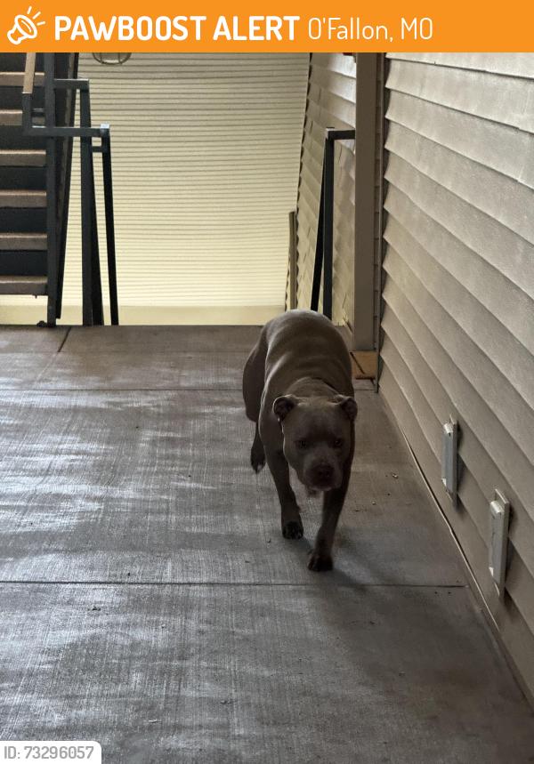 Found/Stray Male Dog last seen Southernside lane and crusher, O'Fallon, MO 63368