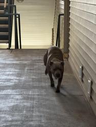 Found/Stray Male Dog last seen Southernside lane and crusher, O'Fallon, MO 63368