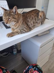 Lost Male Cat last seen Covingham, Covingham, England SN3 5AF