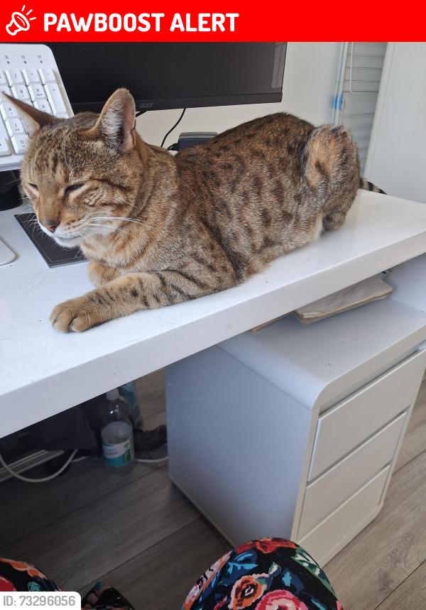 Lost Male Cat last seen Covingham, Covingham, England SN3 5AF