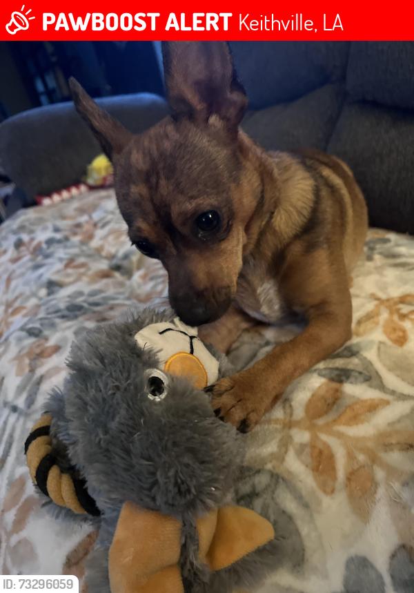 Lost Female Dog last seen Rust, Williams, Keithville, LA 71047