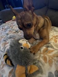 Lost Female Dog last seen Rust, Williams, Keithville, LA 71047