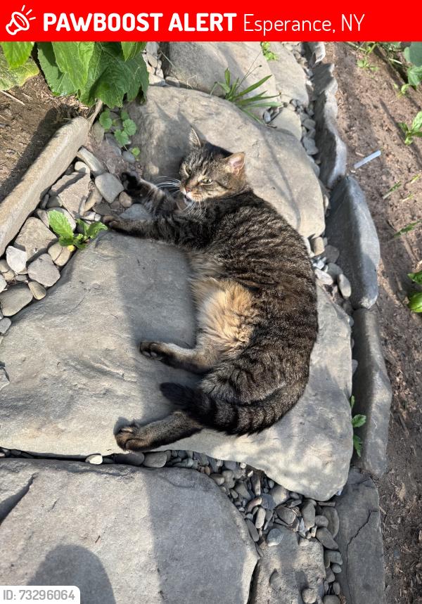 Lost Female Cat last seen Old Stone Rd, Esperance, NY 12066