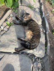 Lost Female Cat last seen Old Stone Rd, Esperance, NY 12066