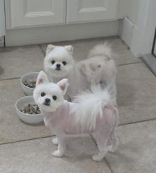 Reunited Female Dog last seen Saint Patrick drive, Satellite Beach, FL 32937
