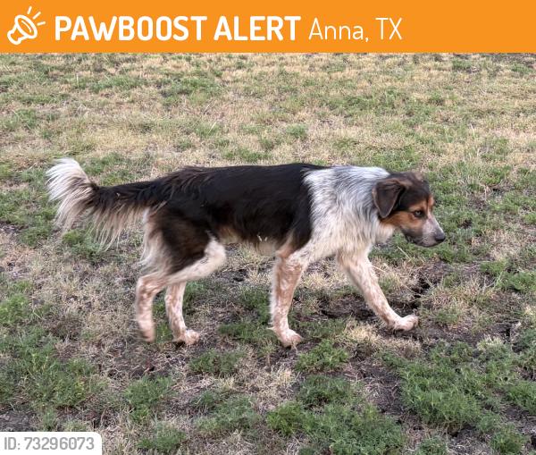 Found/Stray Male Dog last seen Highway 5 and Wilkes Ct, Anna, TX 75409