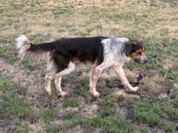 Found/Stray Male Dog last seen Highway 5 and Wilkes Ct, Anna, TX 75409