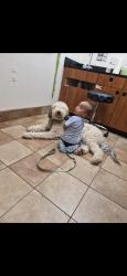 Reunited Male Dog last seen The Settlement, Plainfield, IN 46168