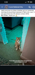 Lost Male Cat last seen E 18th st $, National City, CA 91950
