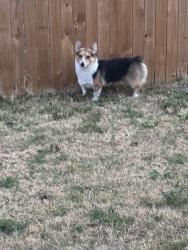 Reunited Male Dog last seen Carlotta and bliss, Fort Worth, TX 76177