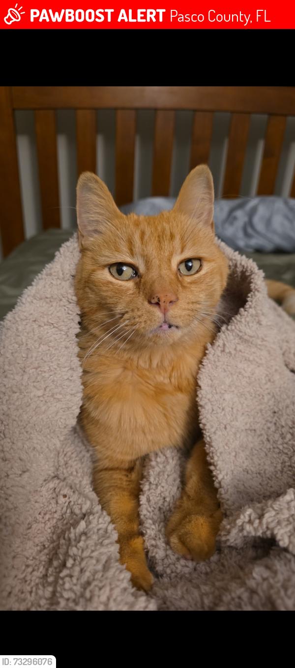 Lost Female Cat last seen Bryant sqaure, Pasco County, FL 34655