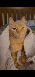 Lost Female Cat last seen Bryant sqaure, Pasco County, FL 34655
